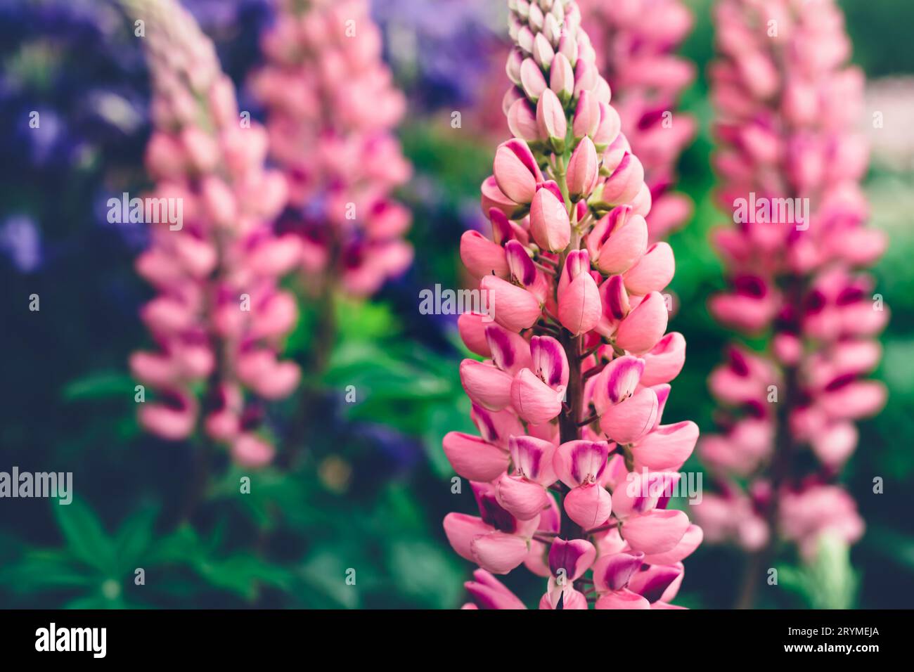 Sommerhintergrund mit blühenden rosa Lupinen-Blüten. Wunderschöne Naturszene. Kräftige Farben Stockfoto