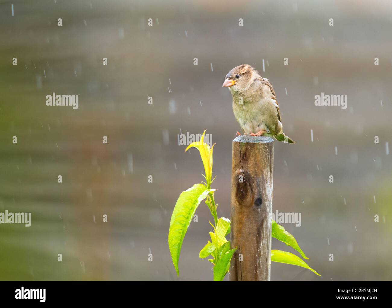 Ein nasser Sperling, der im Regen auf einem Zaunpfosten sitzt. Stockfoto