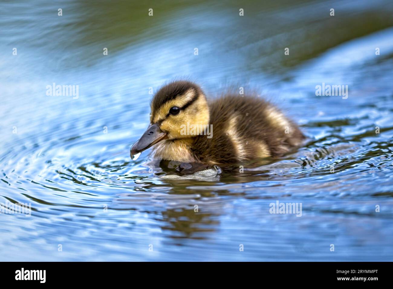 Entlein im Teich mit Wassertropfen auf Rechnung. Stockfoto Entlein im Teich mit Wassertropfen auf Rechnung. Stockfoto