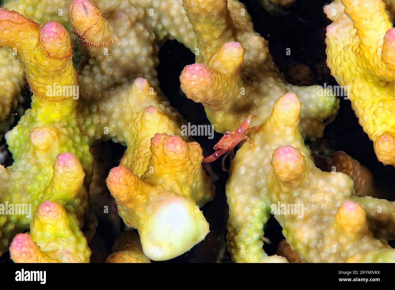 Eine wunderschöne Korallenkrebse mit Beinen Stockfoto