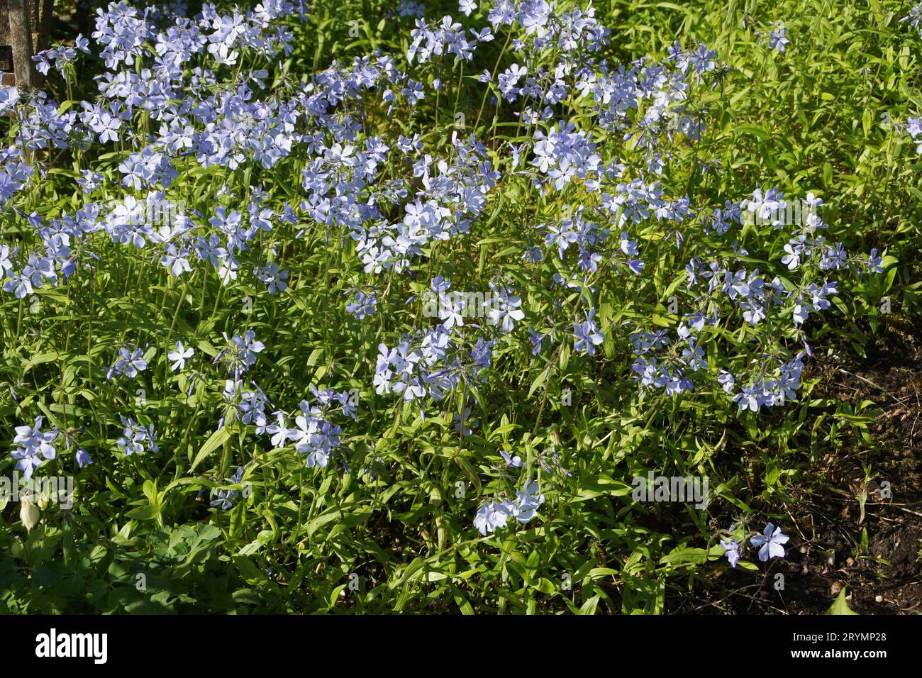 Phlox Divaricata, wilde blaue phlox Stockfoto