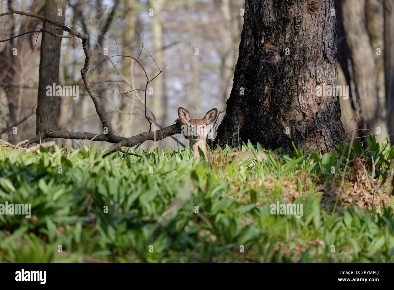Weißschwanzhirsch oder Virginia-Hirsch (Odocoileus virginianus) Stockfoto