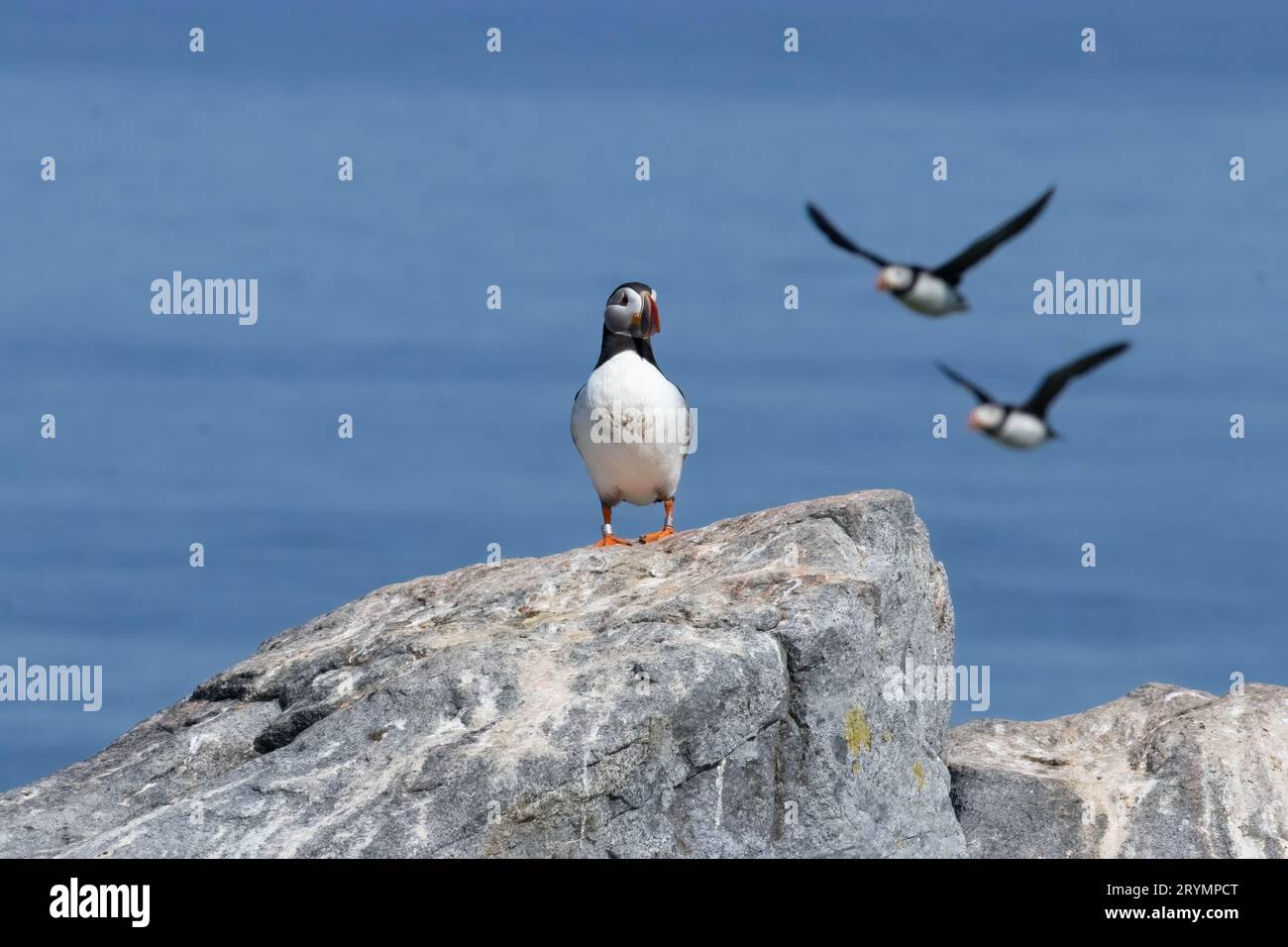 Atlantische Puffins eine steht auf einem großen Felsen, zwei weitere fliegen vom Meer und dem Ozean im Hintergrund. Stockfoto