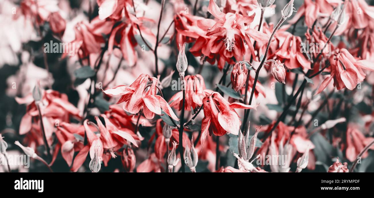 Abstrakter, unscharfer natürlicher Hintergrund. Blühende rosafarbene Aquilegienblüten. Kräftige Farben, Bannerformat Stockfoto