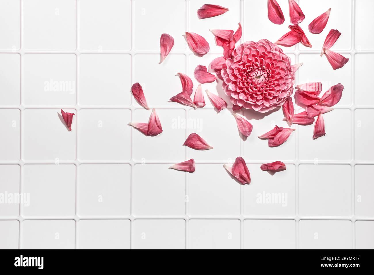 Herbstdahlien Blumen und verstreute Blütenblätter auf weißem gefliestem Hintergrund, trendige Schatten Stockfoto