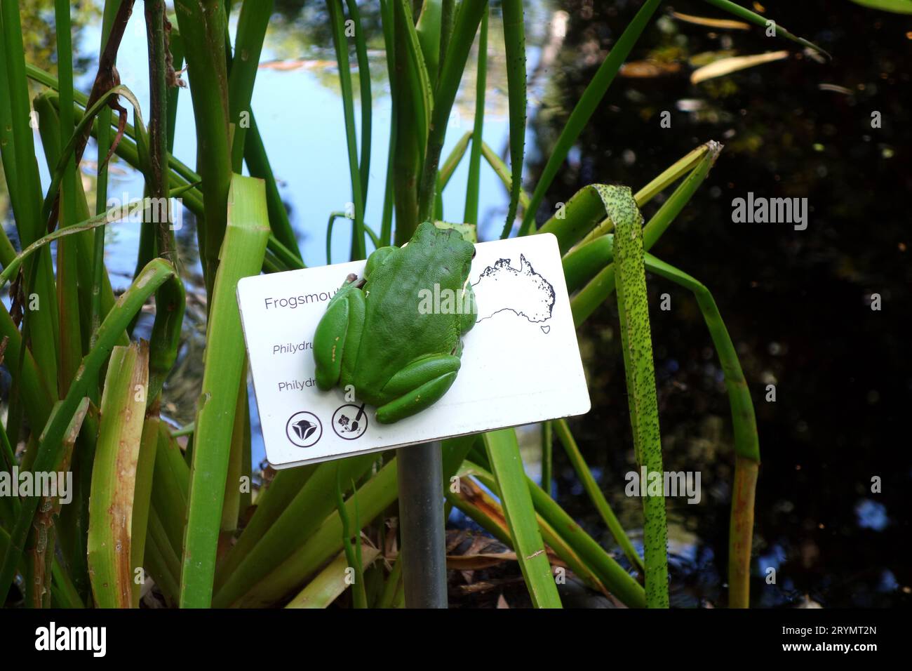 Weißlippiger grüner Baumfrosch (Litora infrafrenata) hängt am Schild für Frogsmouth-Pflanze (Philydrum lanuginosum) in den Cooktown Botanic Gardens Stockfoto