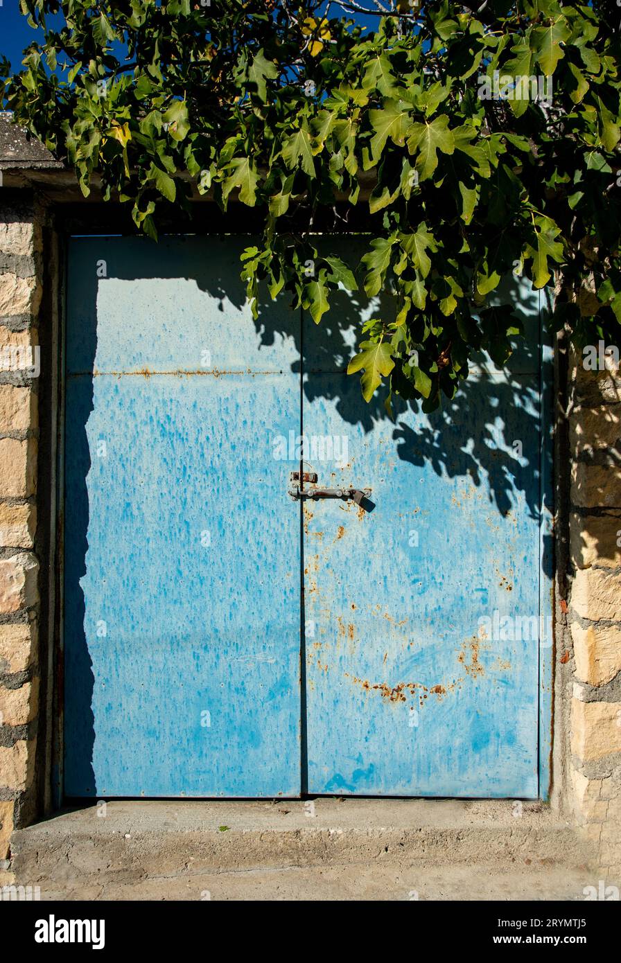 Blaue Metalltür am Eingang eines Hauses mit Feigenbaum. Hausfassade, Haussicherheit Stockfoto