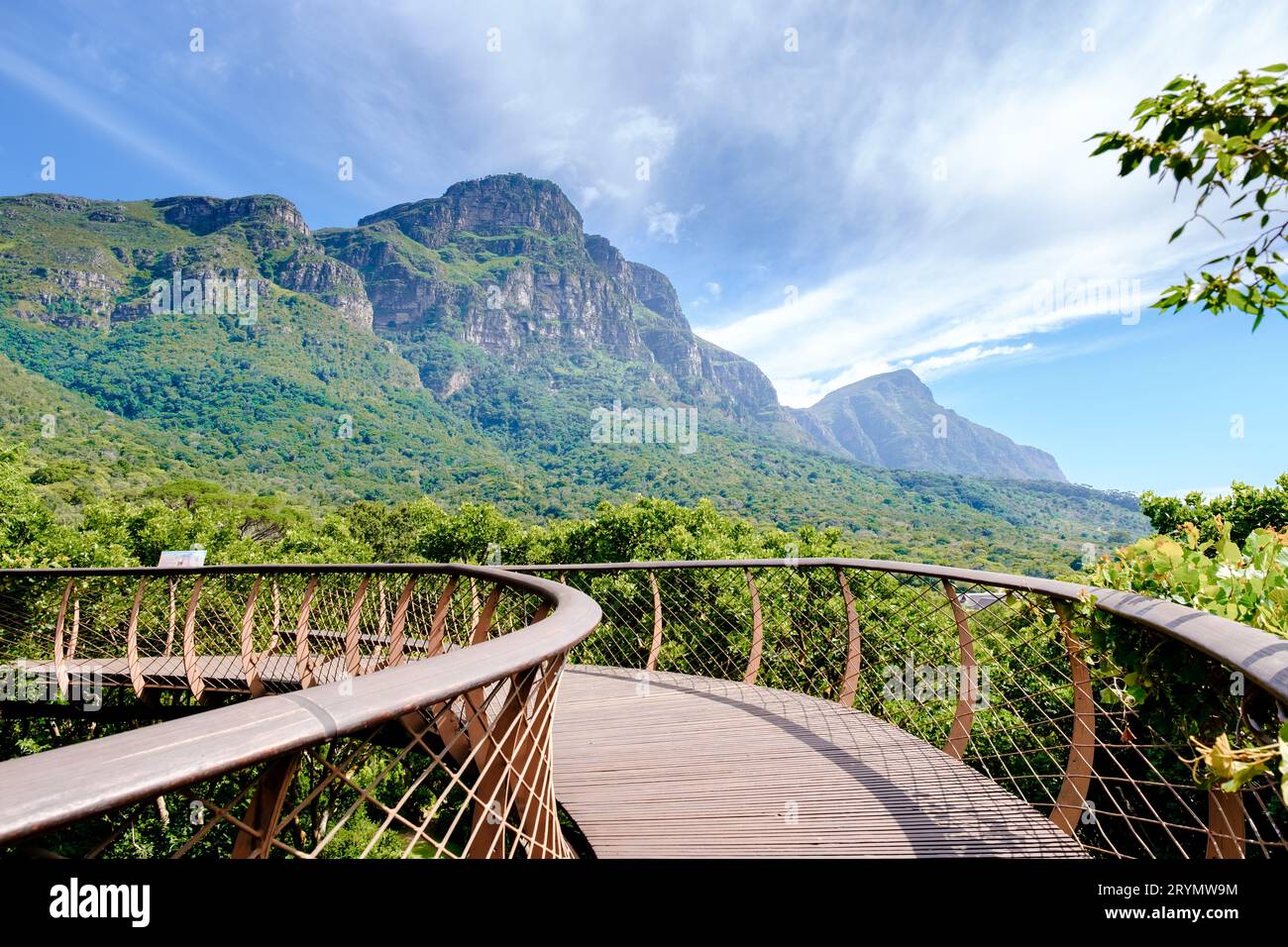 Boomslang Gehweg im Botanischen Garten Kirstenbosch in Kapstadt, Canopy Bridge Südafrika Stockfoto
