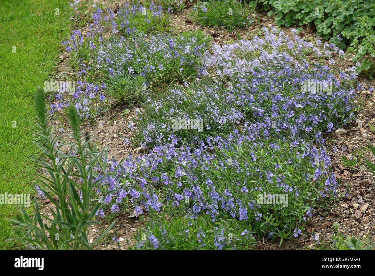 Veronica prostrata, Rock speedwell Stockfoto