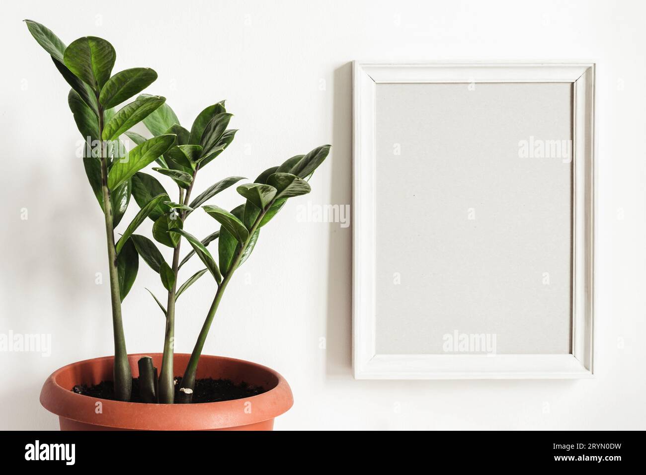 Weißes Rahmenmodell und Topfpflanze Zamioculcas Stockfoto