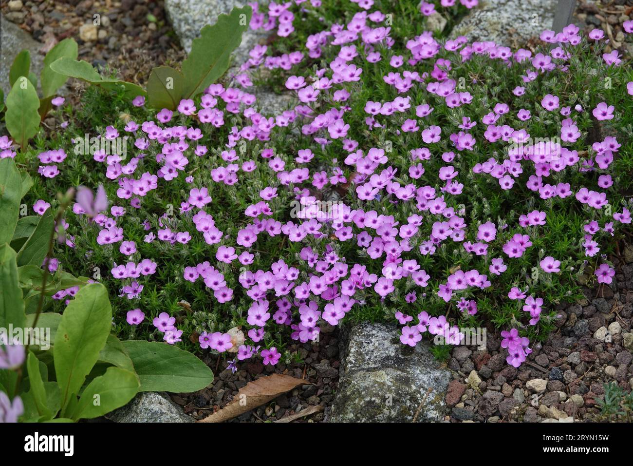 Phlox douglasii, Columbia phlox Stockfoto