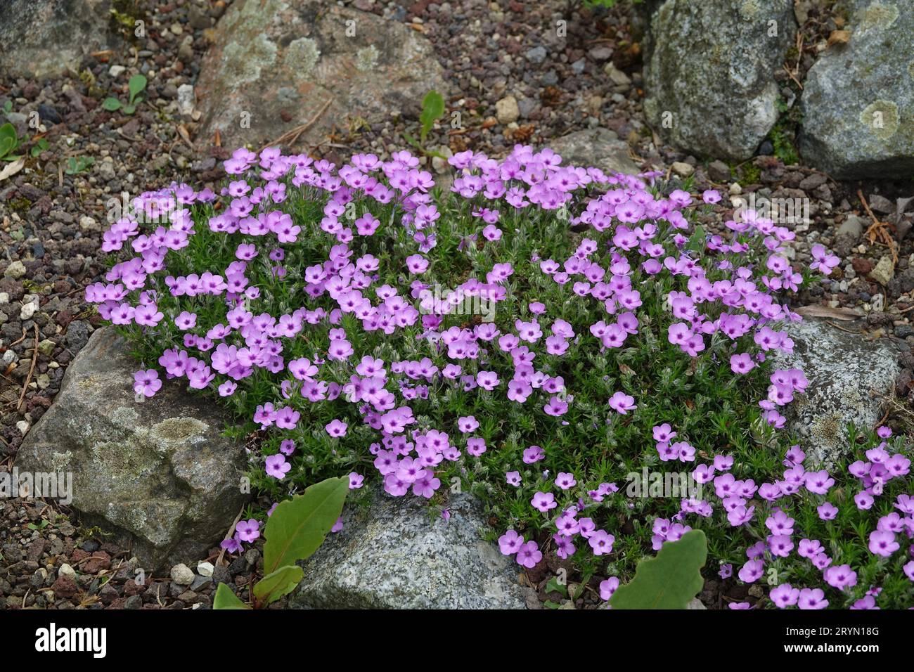 Phlox douglasii, Columbia phlox Stockfoto