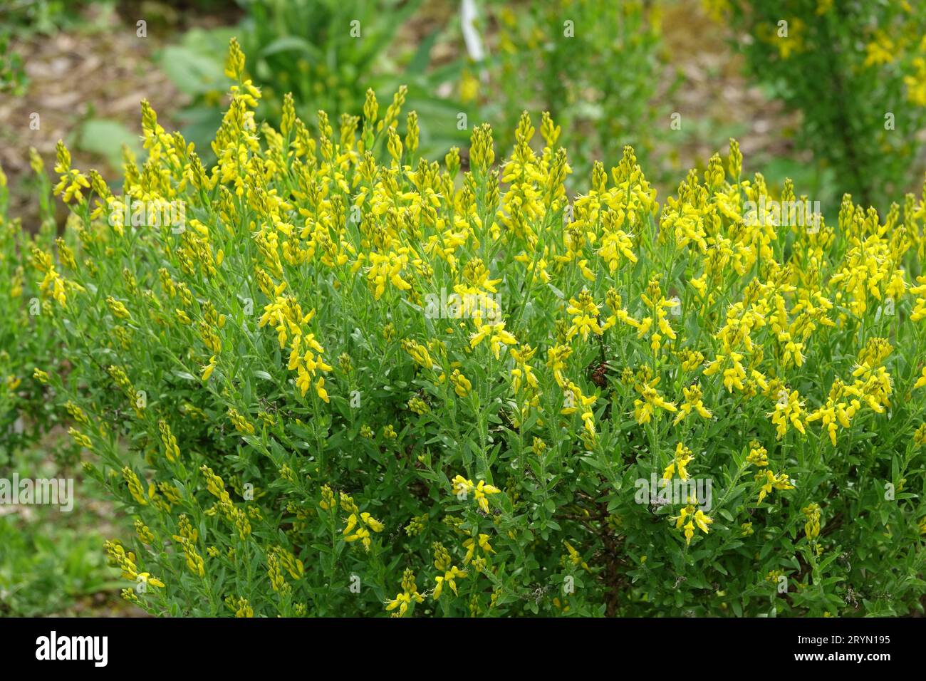 Genista Germanica, deutsche Besen Stockfoto