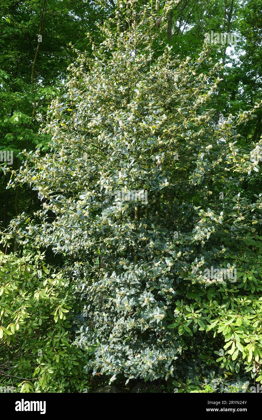 Ilex Aquifolium, Stechpalme Stockfoto