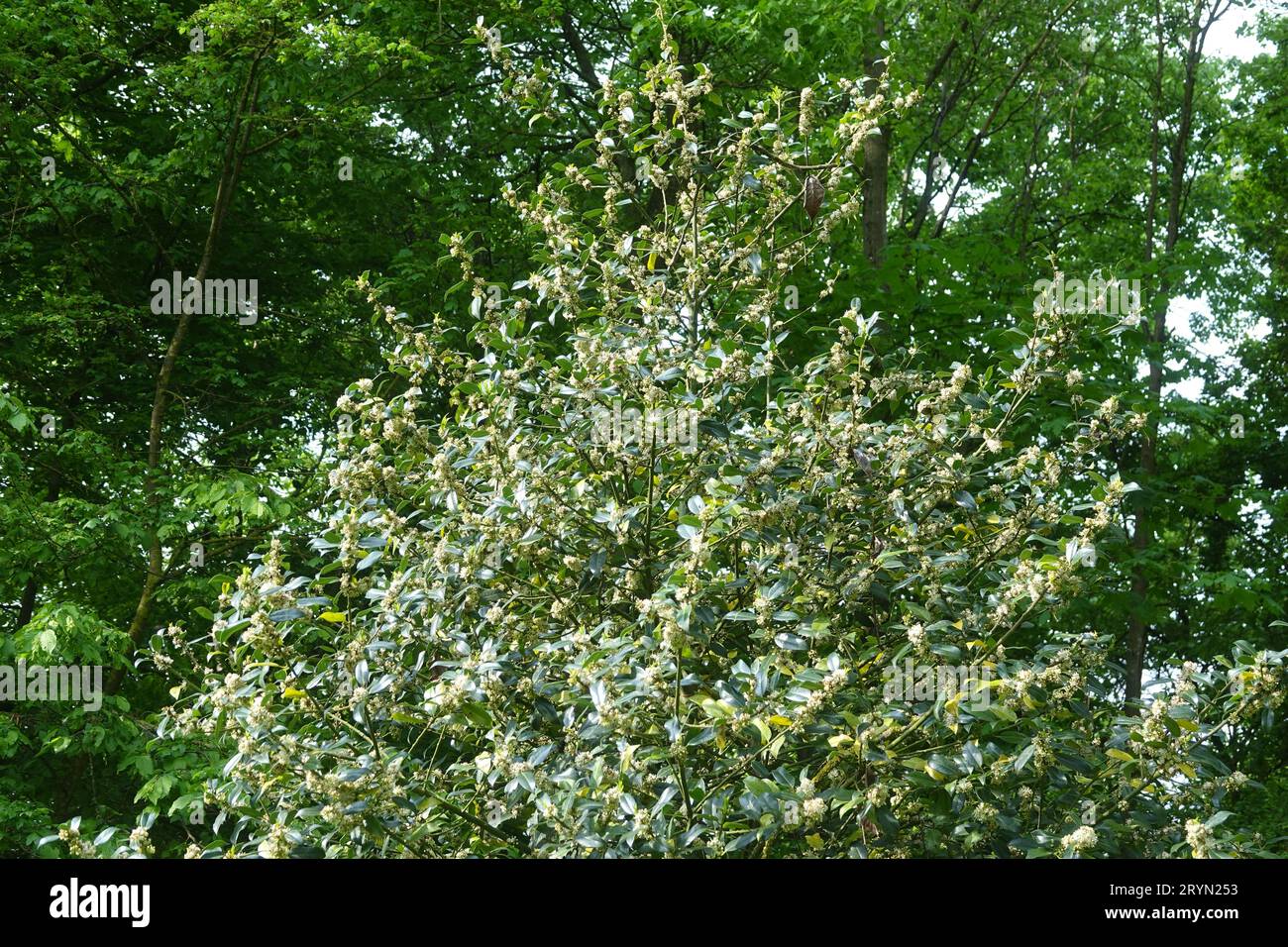 Ilex Aquifolium, Stechpalme Stockfoto