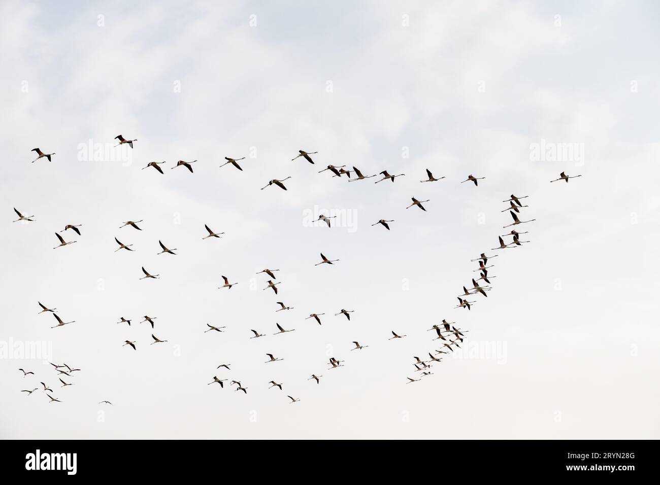 Eine Schar großer Flamingos, die am Himmel fliegen Stockfoto