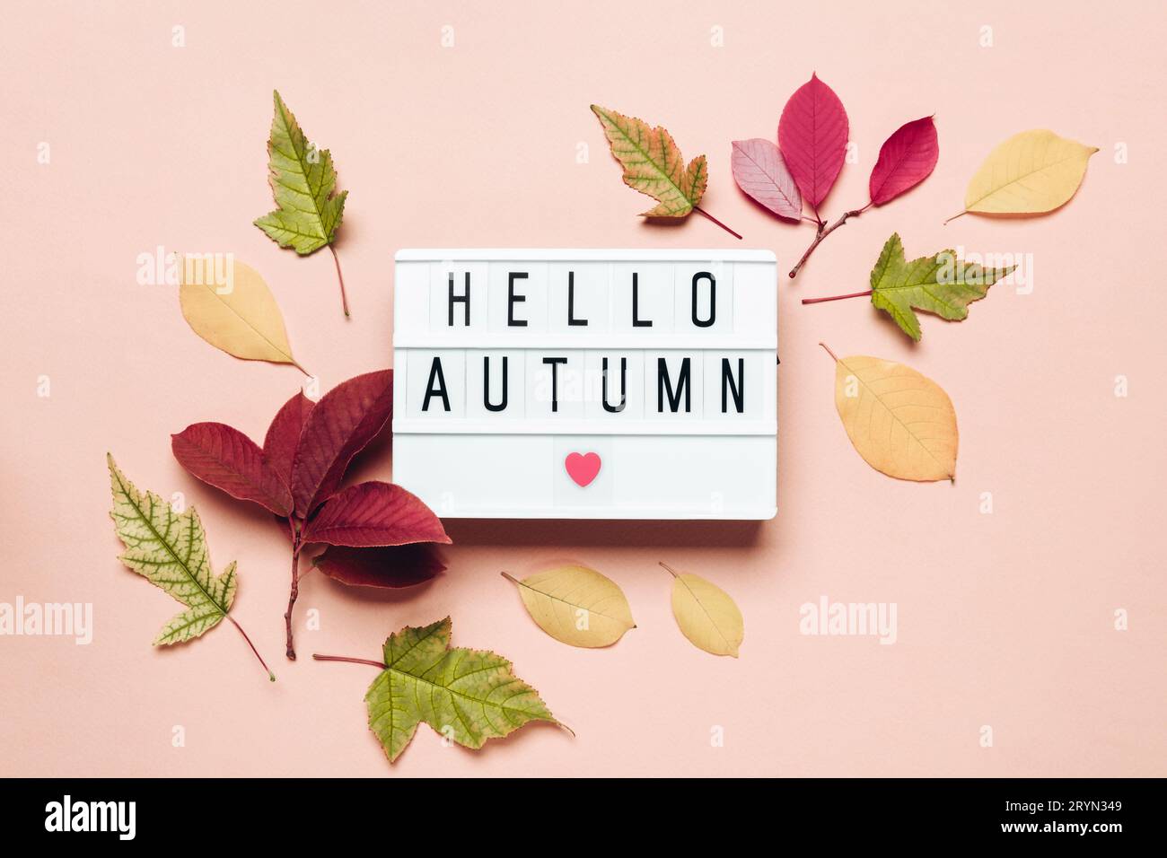 Hallo Herbstlichtkasten und bunte Blätter auf pastellfarbenem Hintergrund Stockfoto