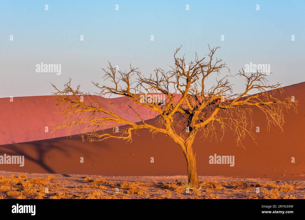 Tot Camelthorn Bäume und roten Dünen in Deadvlei, Sossusvlei, Namib-Naukluft-Nationalpark, Namibia Stockfoto