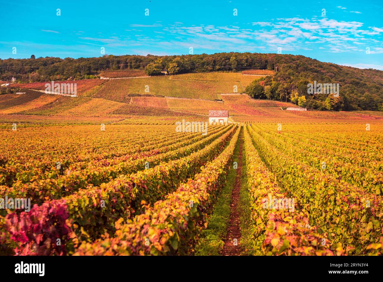 Chateau mit Weinbergen im Herbst Saison, Burgund, Frankreich Stockfoto