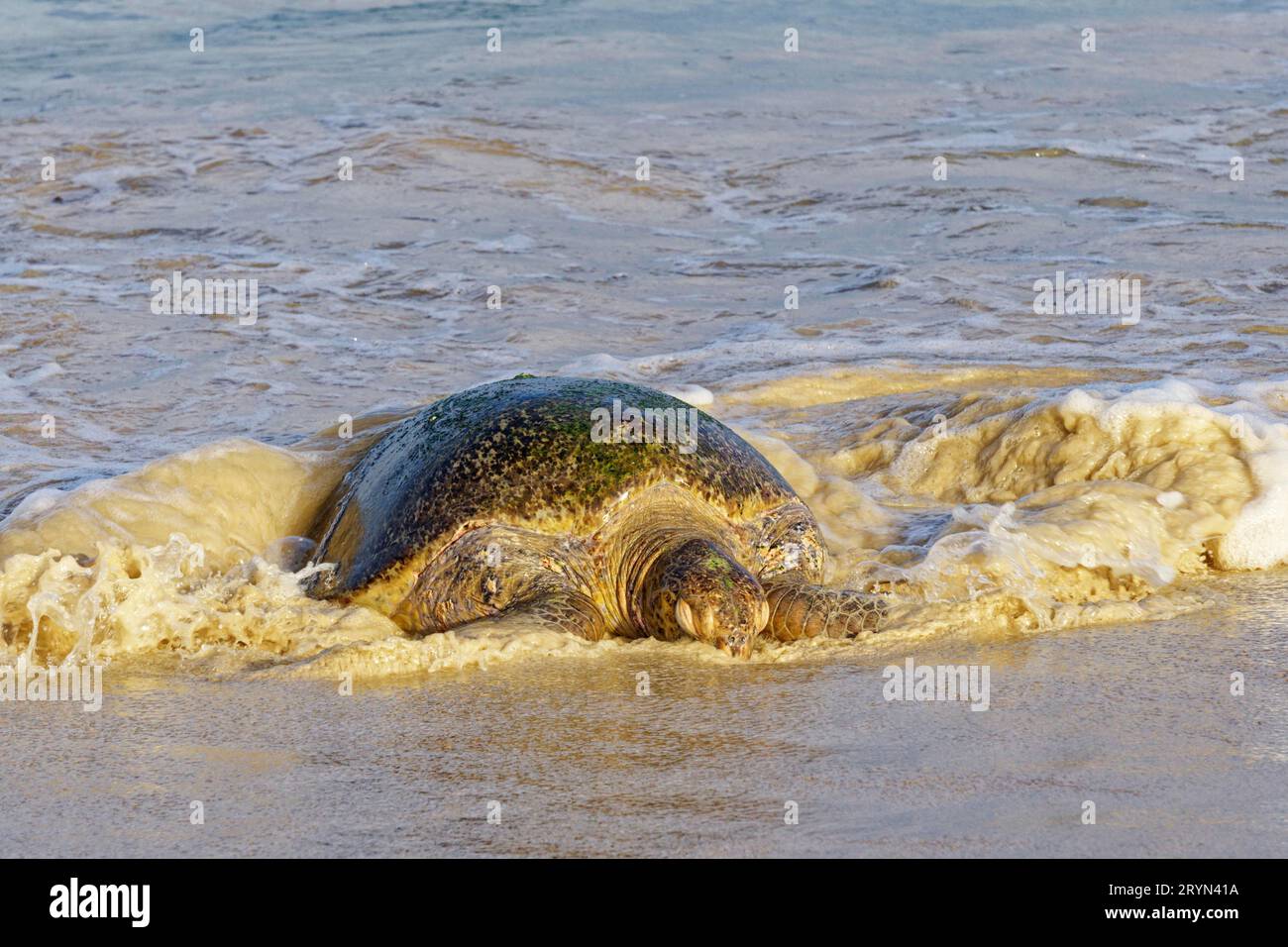 Lederschildkröte (Dermachelys cariacea) am Strand vor dem Eierlegen auf Floreana Island, Galapagos Islands, Ecuador Stockfoto