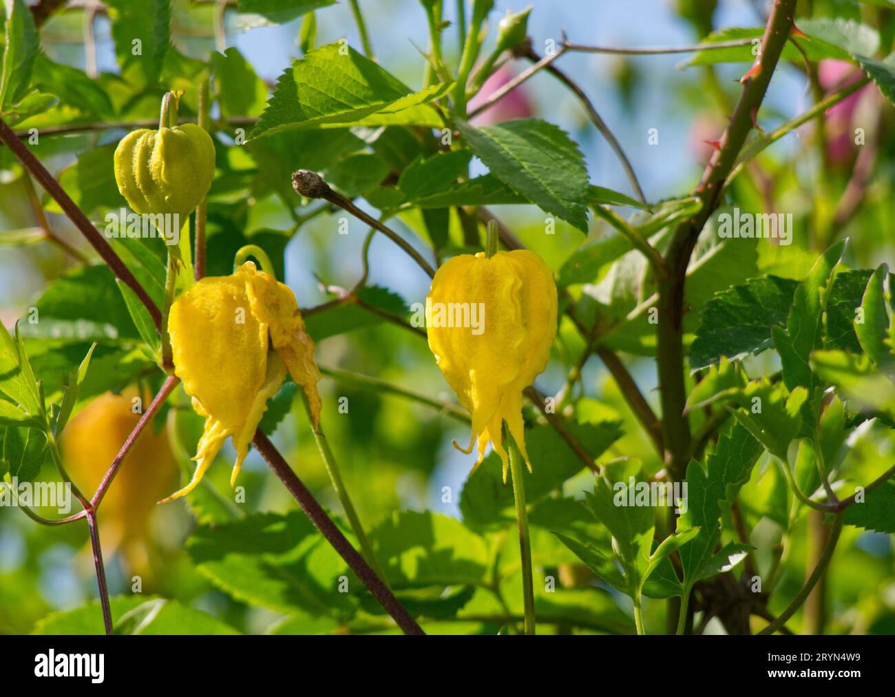 Gelbe Weinrebe (Clematis tangutica) Stockfoto