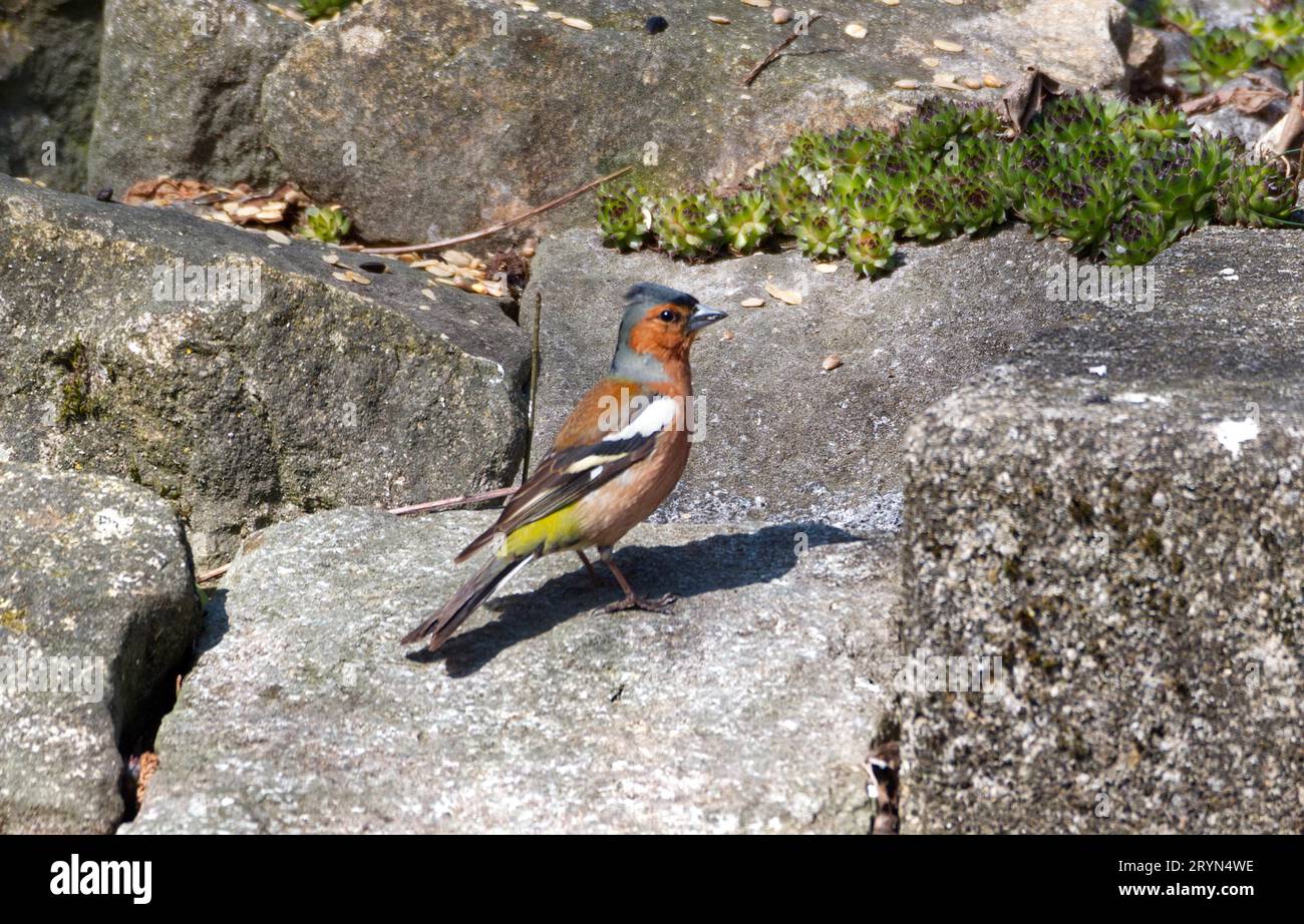 Herrlicher gewöhnlicher Buchsbaum (Fringilla coelebs) auf Steintreppen Stockfoto