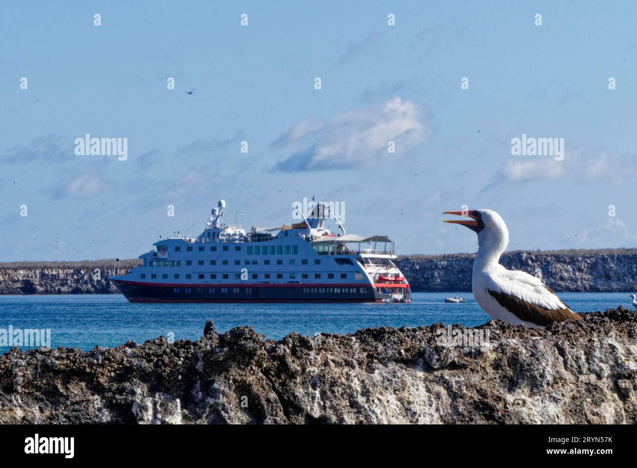 Nazca Booby (Sula granti), Hurtigruten-Kreuzfahrtschiff Santa Cruz II vor der Isla Genovesa, Galapagos-Inseln, Ecuador Stockfoto