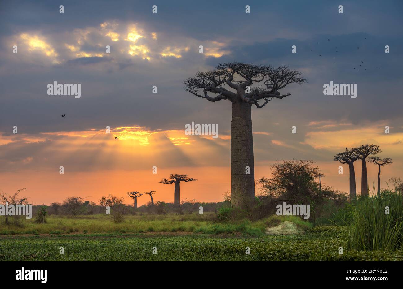 Sonnenaufgang über Allee der Baobabs, Madagaskar Stockfoto