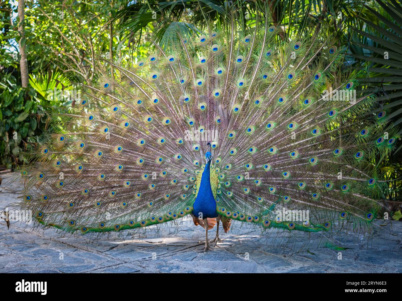 Wunderschöner indischer peacockÂ, der seinen Schwanz zeigt Stockfoto