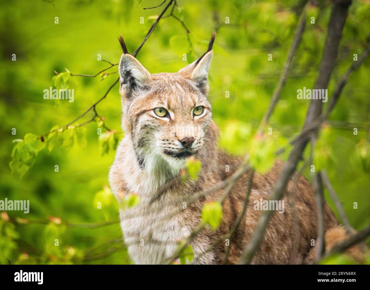 Europäisches Luchs-Porträt im Wald Stockfoto
