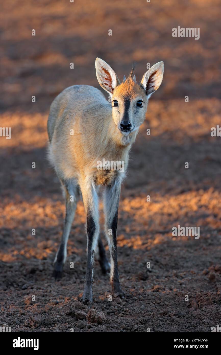 Eine gewöhnliche Duiker-Antilope (Sylvicapra grimmia) im natürlichen Lebensraum Südafrika Stockfoto