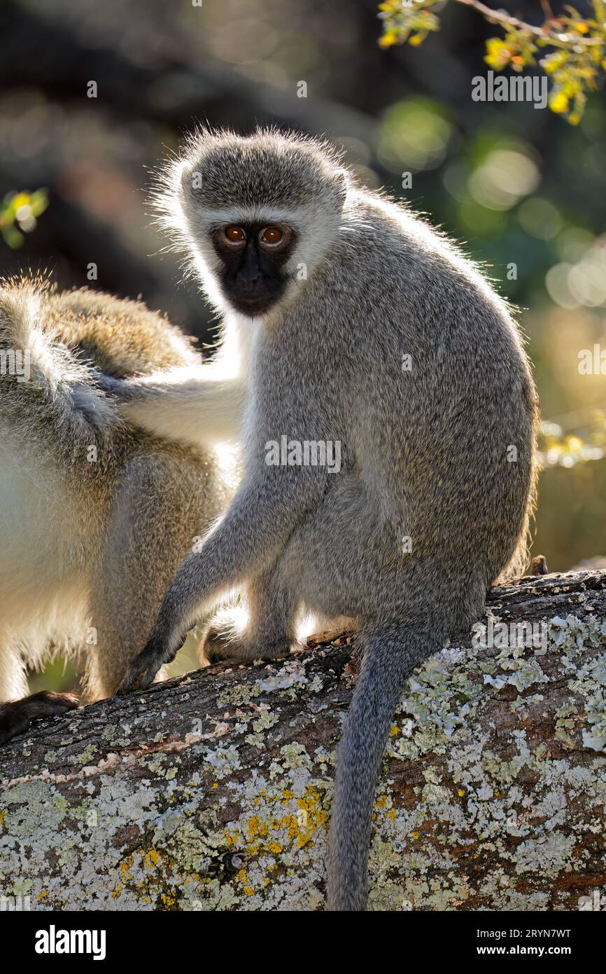 Ein vervet Affe (Cercopithecus aethiops) sitzt in einem Baum, Südafrika Stockfoto