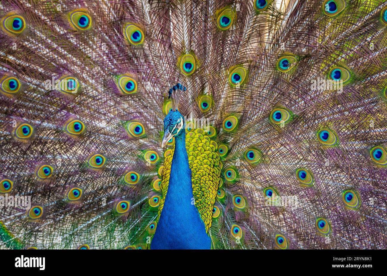 Wunderschöner indischer peacockÂ, der seinen Schwanz zeigt Stockfoto