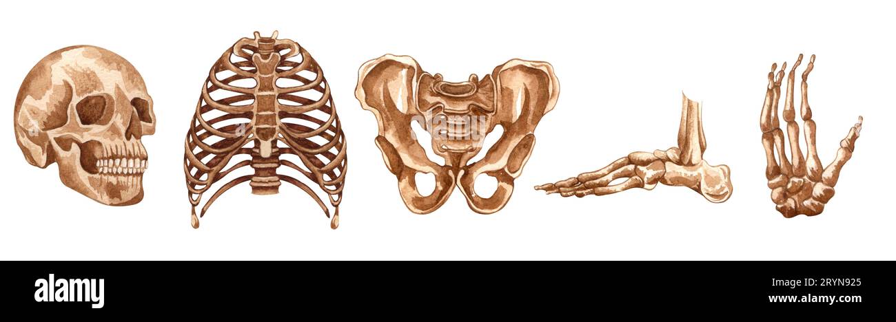 Aquarelle menschliche Skelettstruktur. Schädel, Hand, Fuß, Brustkorb, Beckenknochen. Anatomie und Medizin. Orthopädische Illustration. Stockfoto