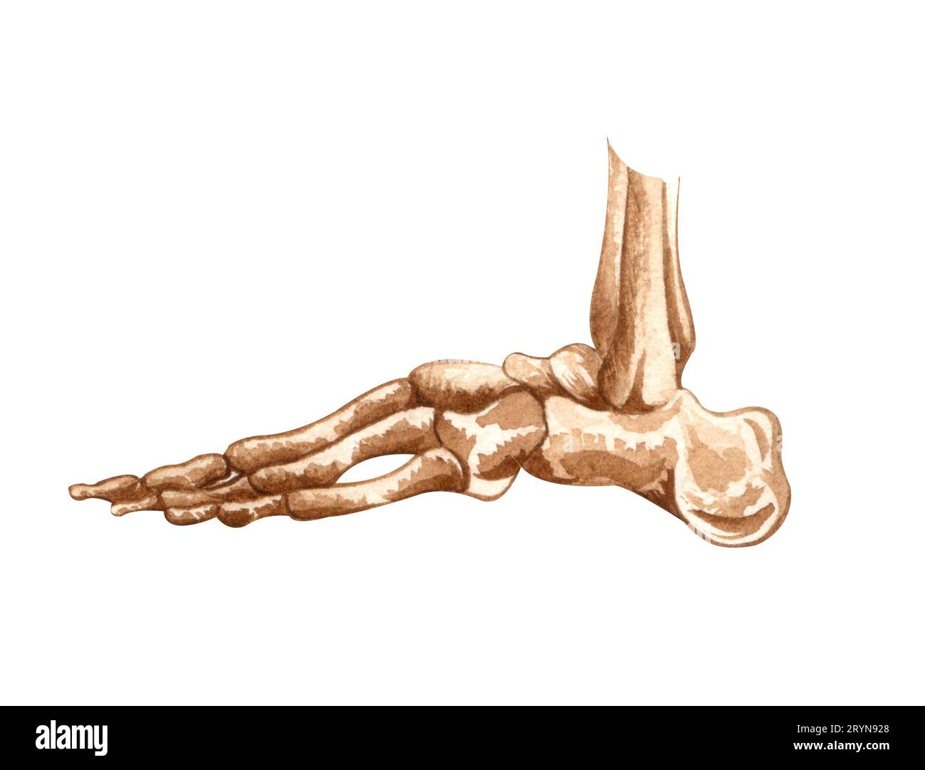 Aquarelle menschliche Skelettstruktur. Fussknochen. Anatomie und Medizin. Orthopädische Illustration Stockfoto