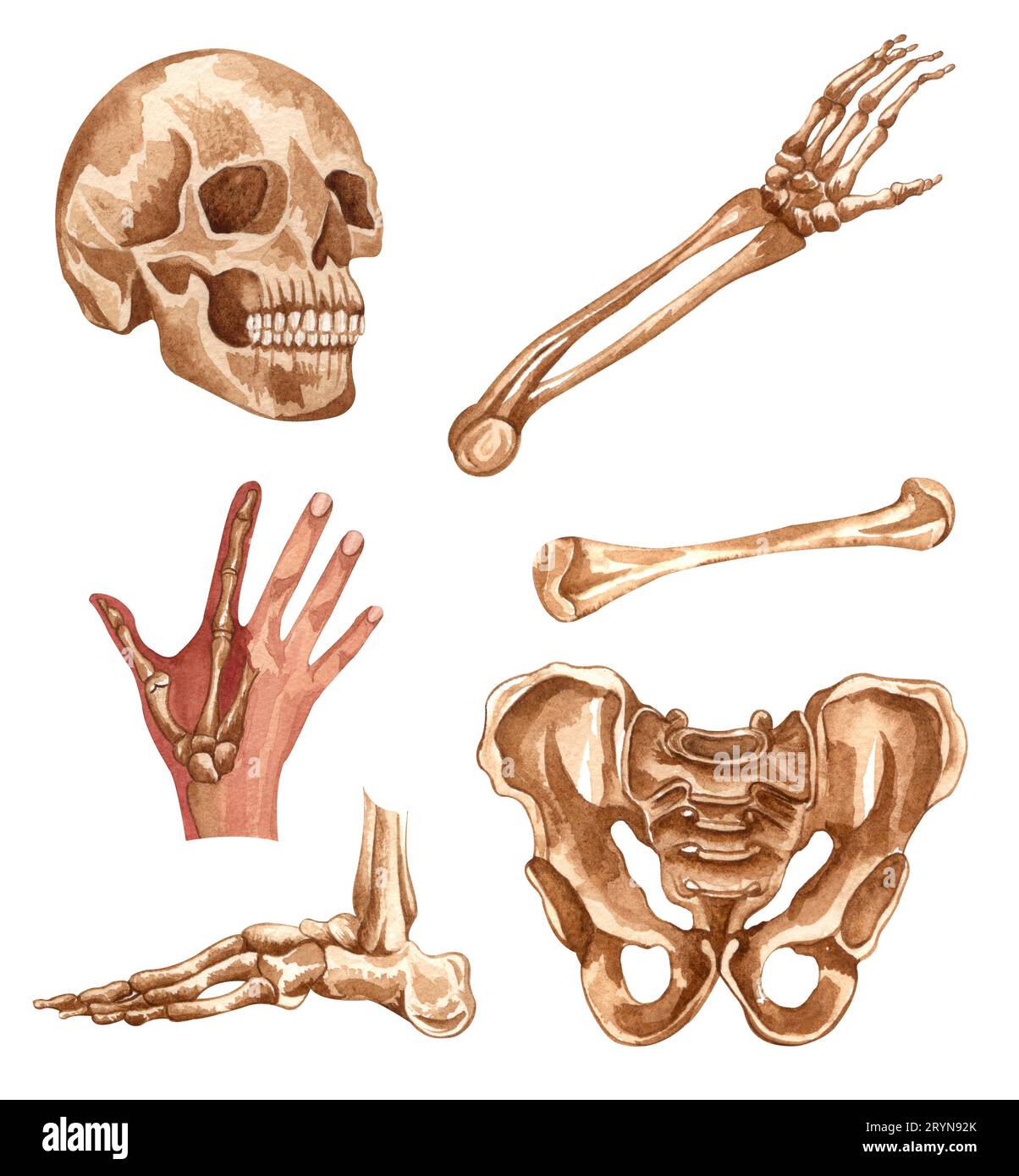 Aquarelle menschliche Skelettstruktur. Schädel, Hand, Arm, Fuß, Becken, Gelenke. Anatomie und Medizin. Orthopädische Illustration. Stockfoto