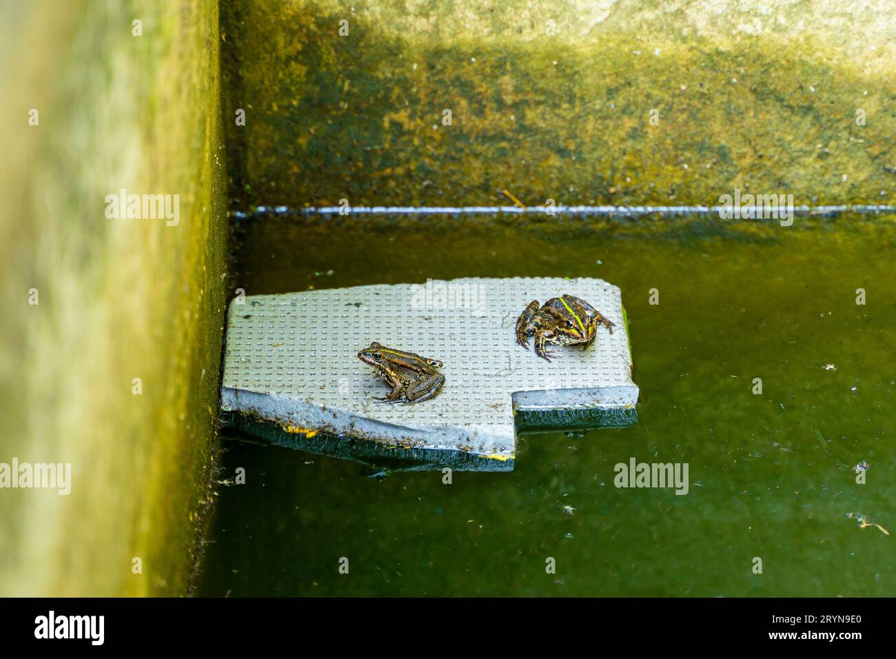 Zwei Seefrösche sitzen auf einem schwimmenden Stück extrudiertem Schaum. Frösche in einem stagnierenden Teich, der mit Betonwänden eingeschlossen ist. Polystyrolschaumbelastung von Seen Stockfoto
