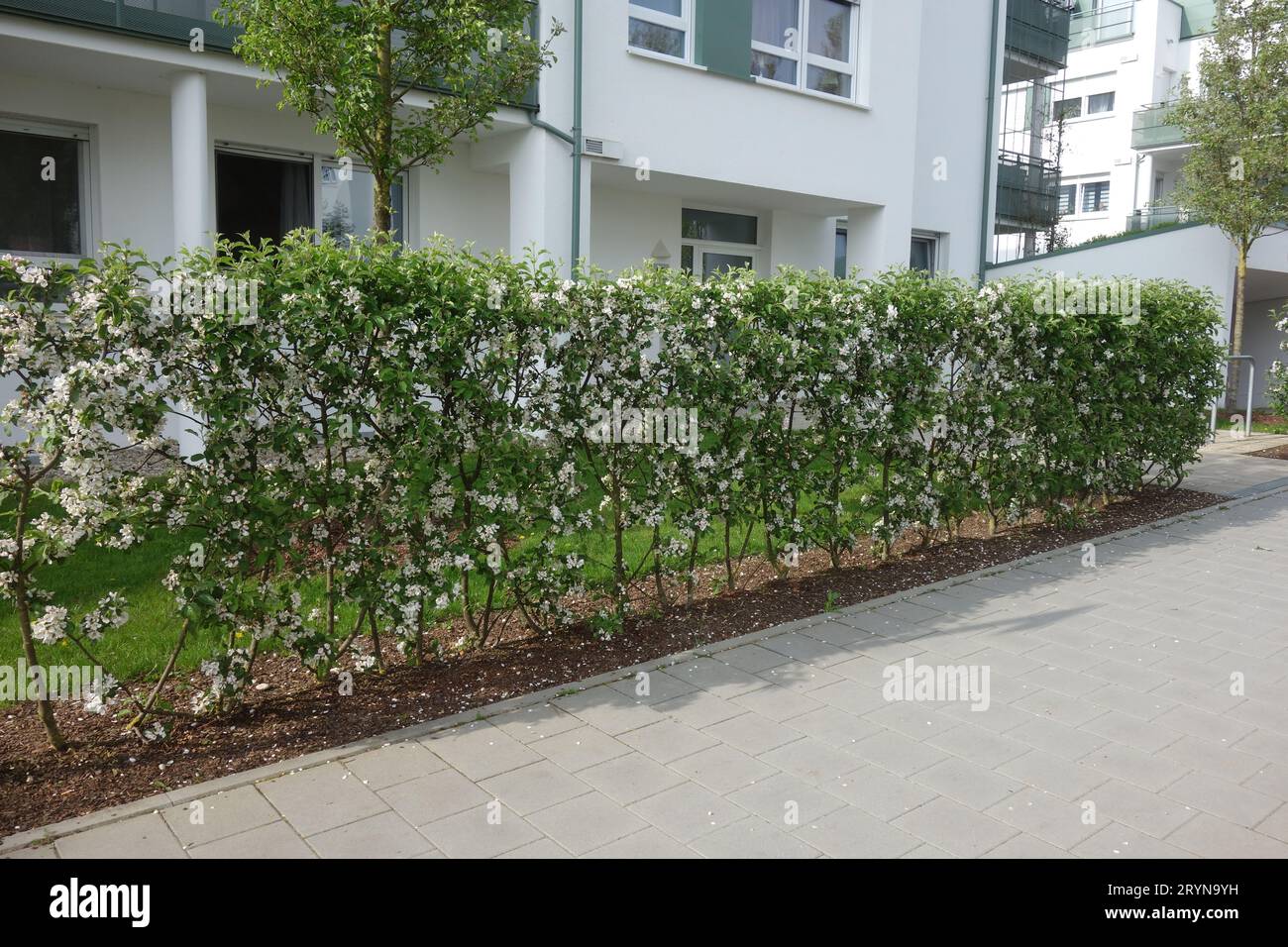 Malus domestica, Apfelbaum, Hecke Stockfoto