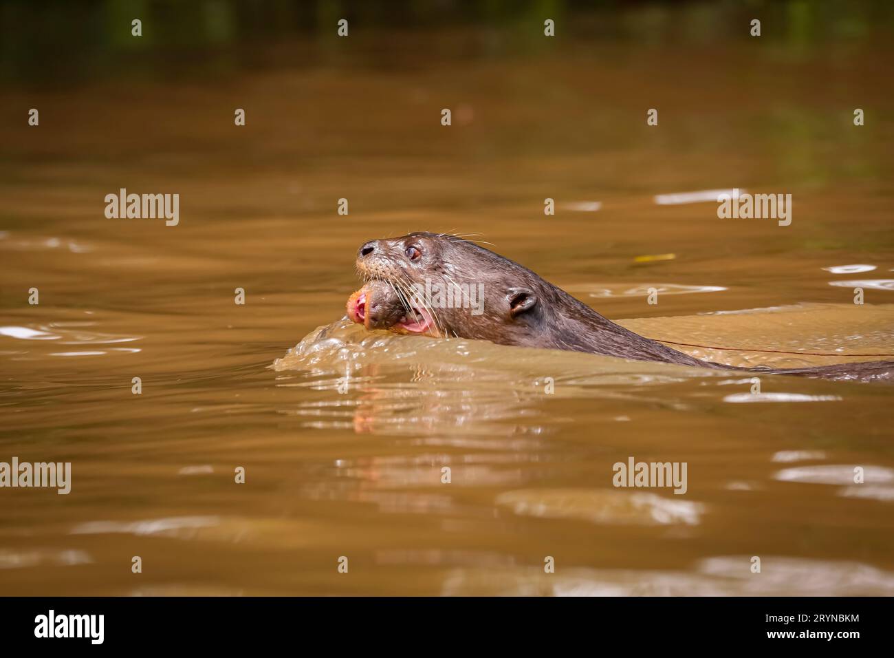 Nahaufnahme eines Riesenotter, der in einem Fluss schwimmt, mit seinem Baby im Mund, Seitenansicht, Pantanal Wetlan Stockfoto