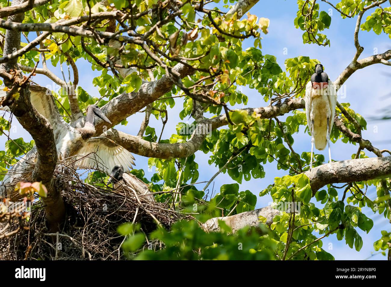 Jabiru Nest in einem Baum, Junge versucht zu fliegen, Erwachsene sitzen auf Baumzweig, Pantanal Feuchtgebiet Stockfoto