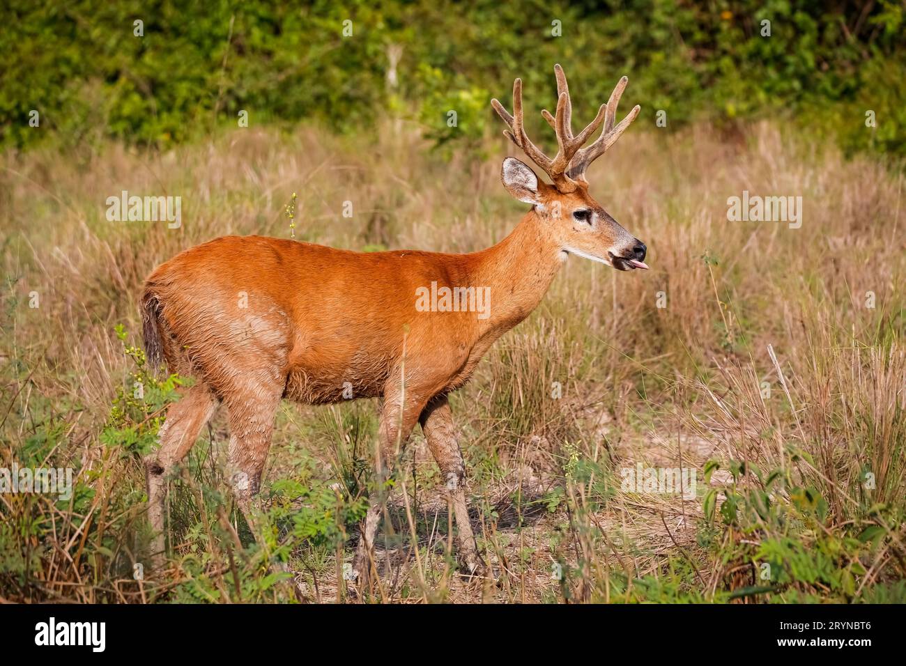 Seitenansicht eines Pampa-Hirsches mit wunderschönem farbigem Pelz im Nachmittagslicht auf einer trockenen Wiese, Pantana Stockfoto