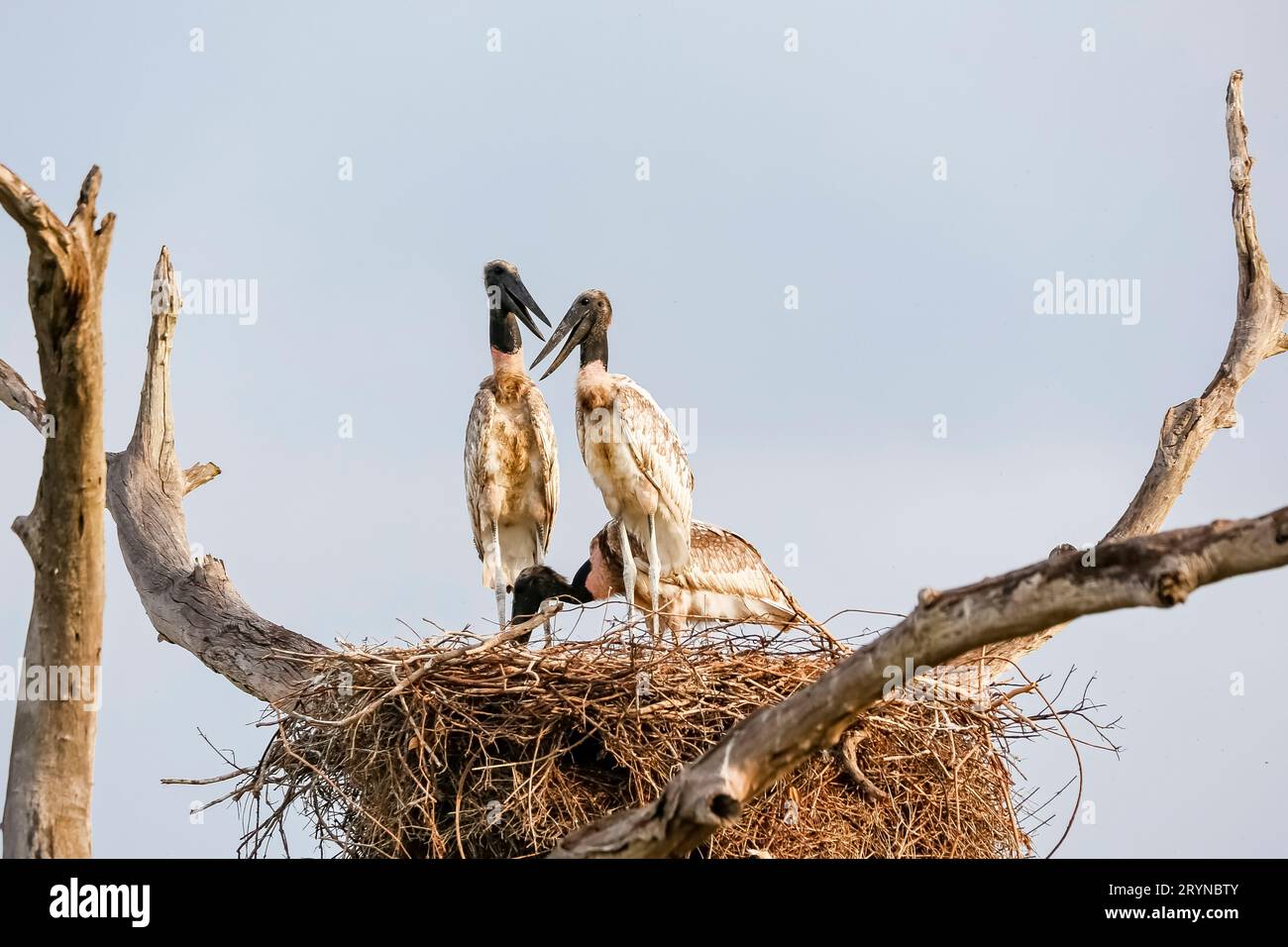 Drei Jabiru-Störche schmiegen sich in ihrem Nest auf einem Baum vor blauem Himmel, zwei einander gegenüber, Pantan Stockfoto