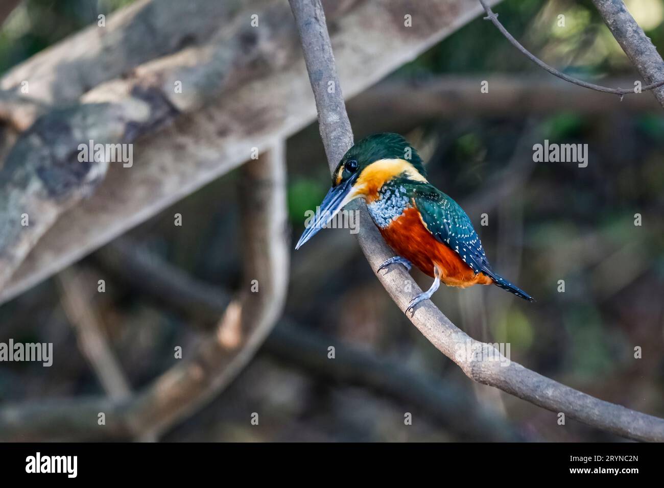 Nahaufnahme eines grünen Eisvogels, der auf einem Zweig nach Beute sucht, Pantanal Wetlands, M Stockfoto
