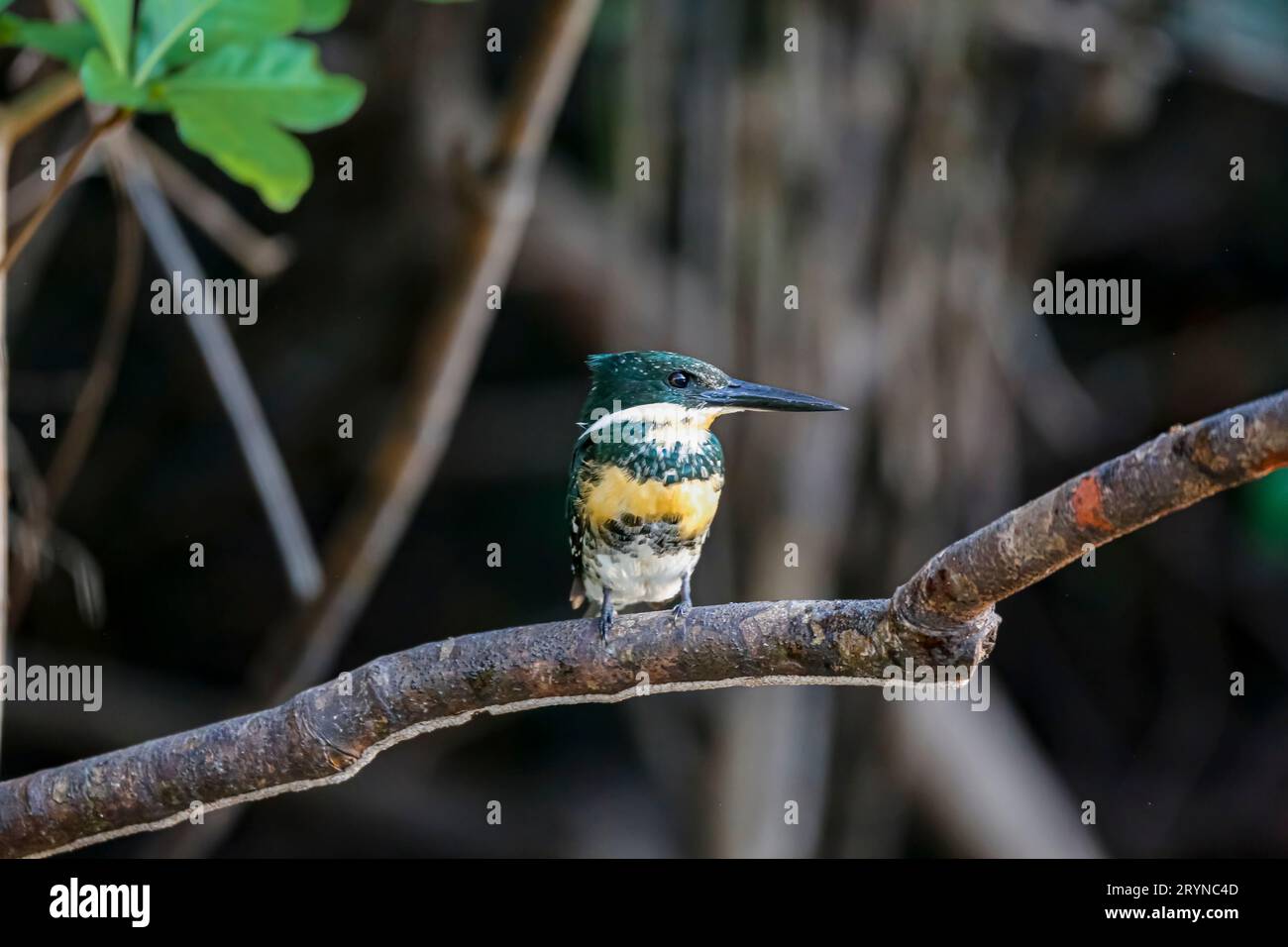 Nahaufnahme eines grünen Eisvogels auf einem Zweig, Pantanal Feuchtgebiete, Mato Grosso, Brasilien Stockfoto