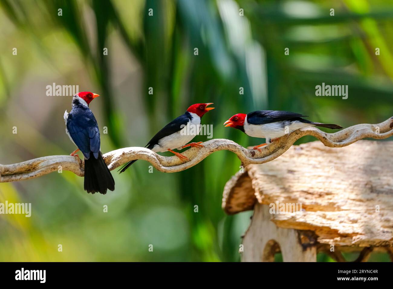 Drei Kardinäle mit Gelbschnabel auf einem Zweig vor Bokeh-grünem Hintergrund, Pantanal Feuchtgebiete, Stockfoto