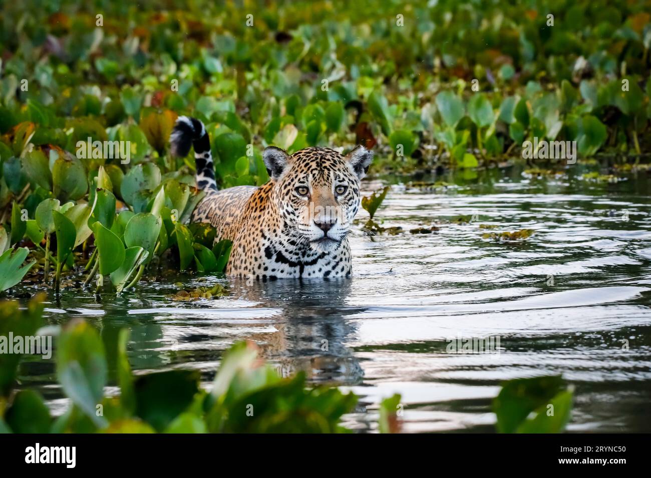 Nahaufnahme eines jungen Jaguar, der in flachem Wasser mit Reflexionen steht, Wasserhyazinthen im Bett Stockfoto