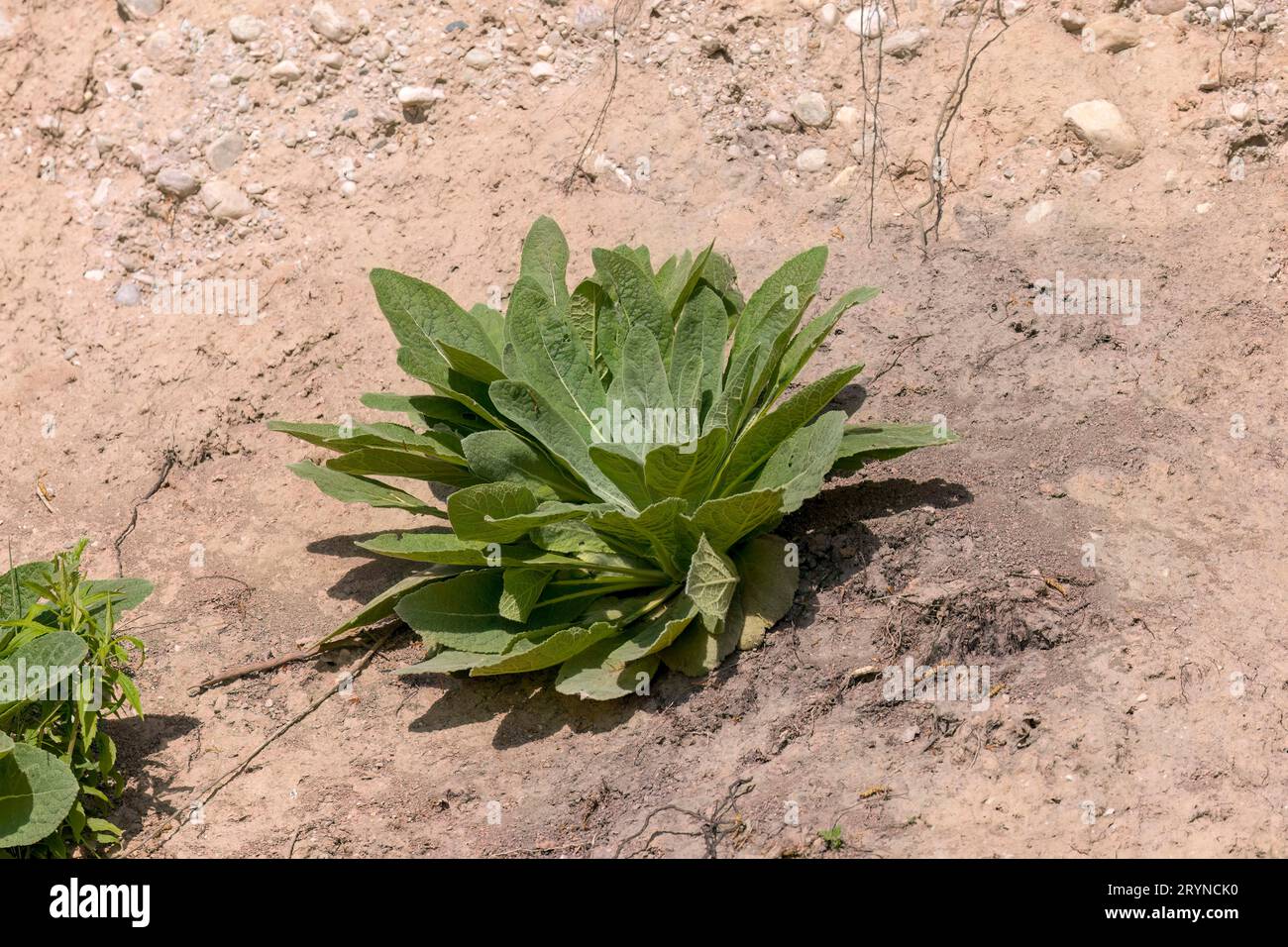 Maulein Fuchshandschuh (Dasistoma macrophylla) Stockfoto