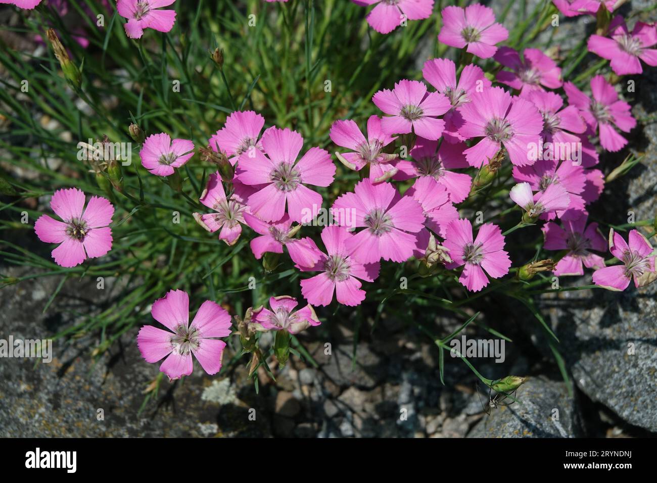 Dianthus pavonius, Pfauenauge rosa Stockfoto