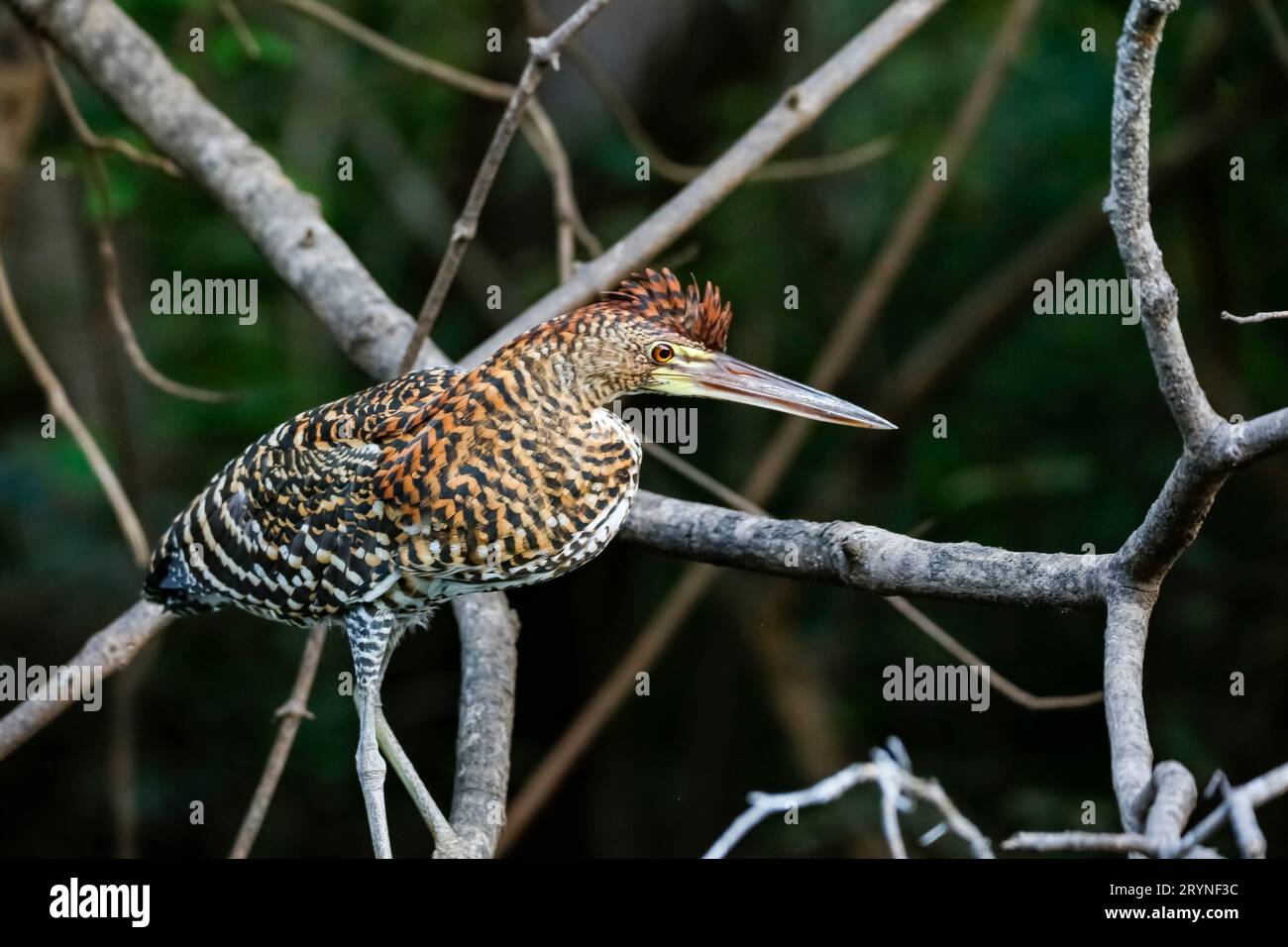 Fasciated Tigerreiher mit wunderschönem, gemustertem Gefieder, der auf einem Ast vor dunklem, natürlichem bac steht Stockfoto