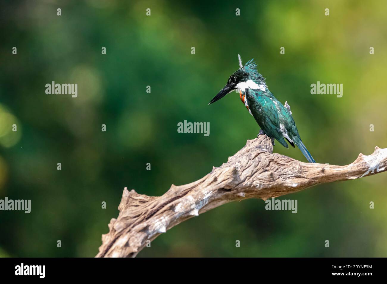 Wunderschöner Amazonas-Eisvogel auf einem toten Baumzweig auf der Suche nach Beute, Pantanal Feuchtgebiete, Mato Stockfoto